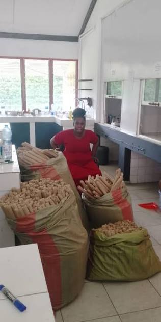 Woman in court for trafficking bhang worth Sh465,000 - Justicetoday